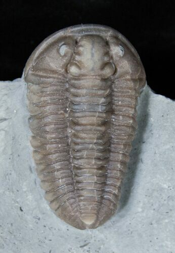 D Flexicalymene Trilobite Fossil From Ohio #2296